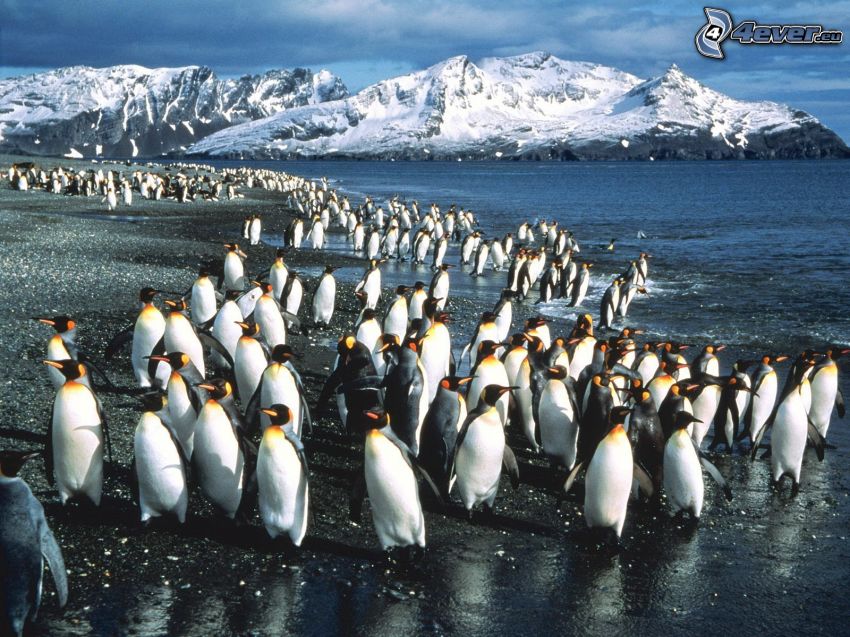 penguins, sea, snowy mountains