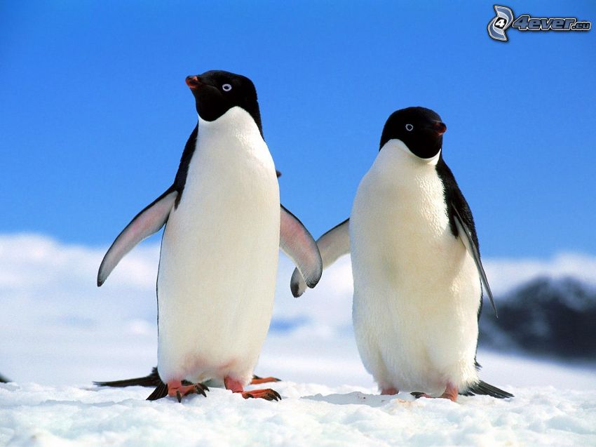 penguins, snow
