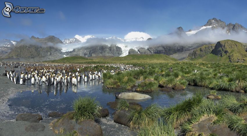 penguins, swamp, grass, rocky mountains