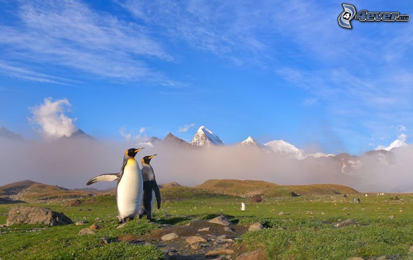 penguins, wing, ground fog, snowy mountains