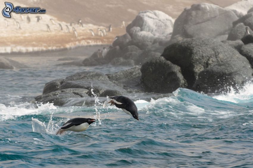penguins in the sea, water, jump, rocks
