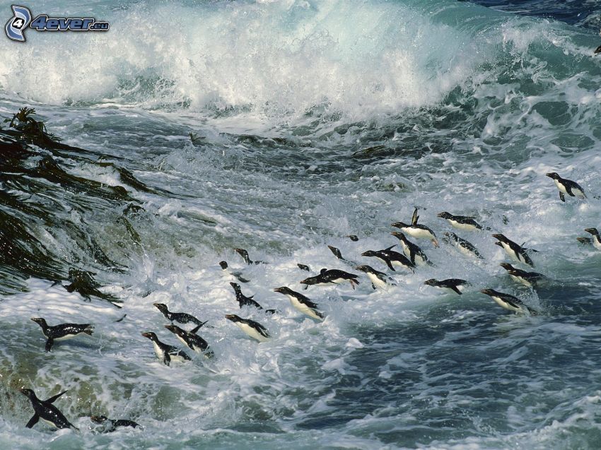 penguins in the sea
