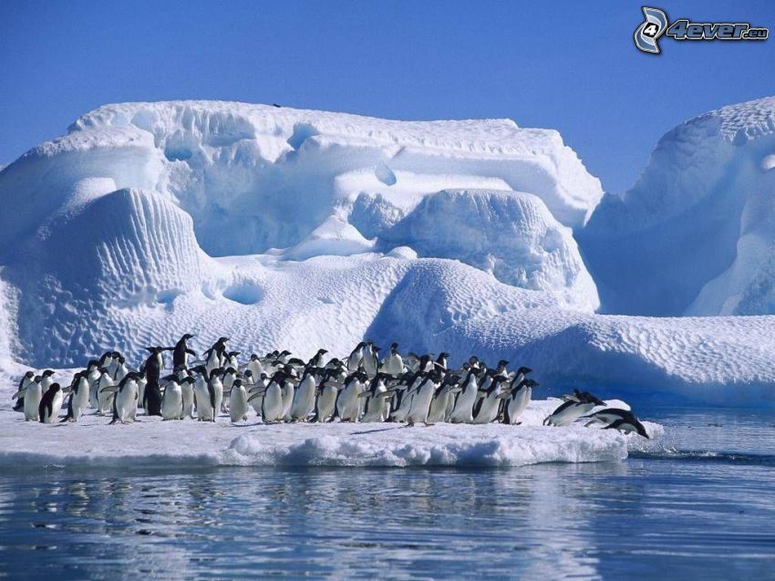 penguins jumping into the water, glacier, Arctic