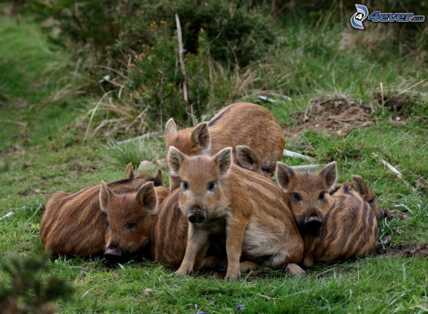 pigs, wild boars