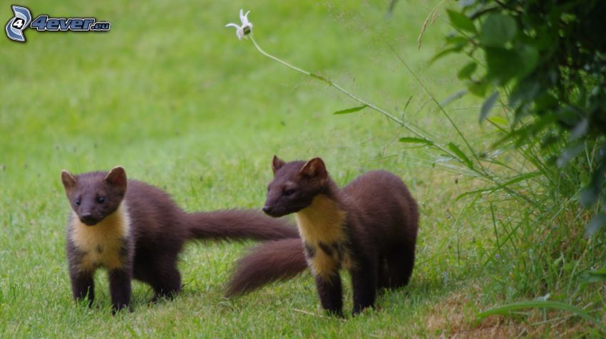 pine martens