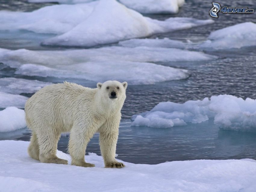 polar bear, Arctic Ocean, ice floe