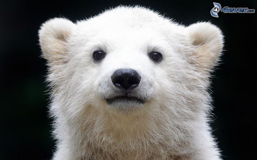 polar bear, cub