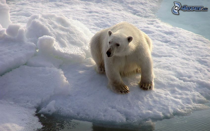 polar bear, glacier