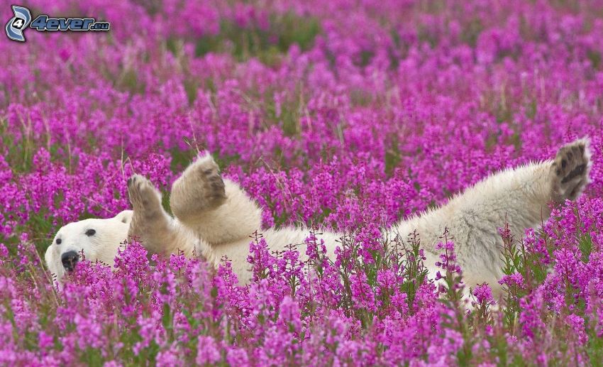 polar bear, purple flowers
