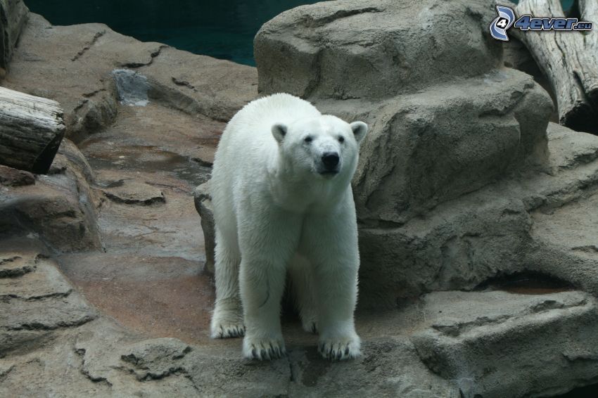 polar bear, rocks