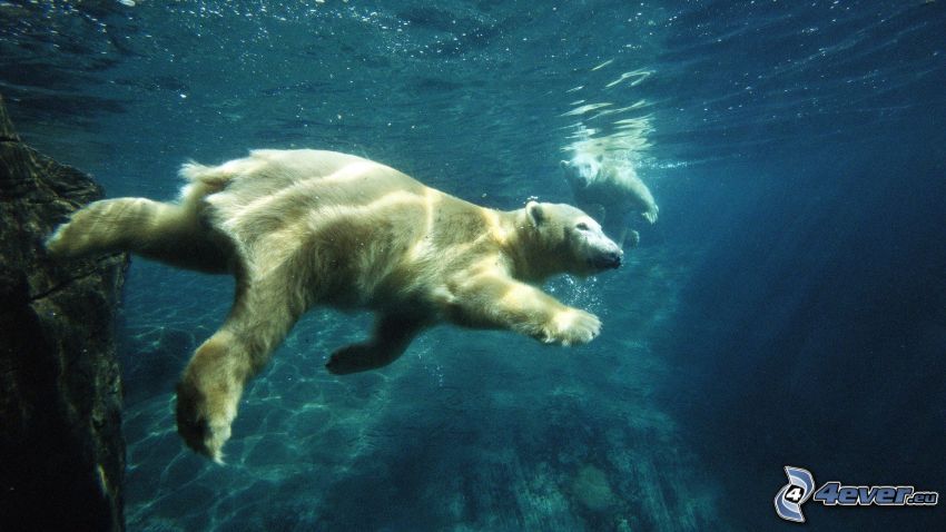 polar bear, sea