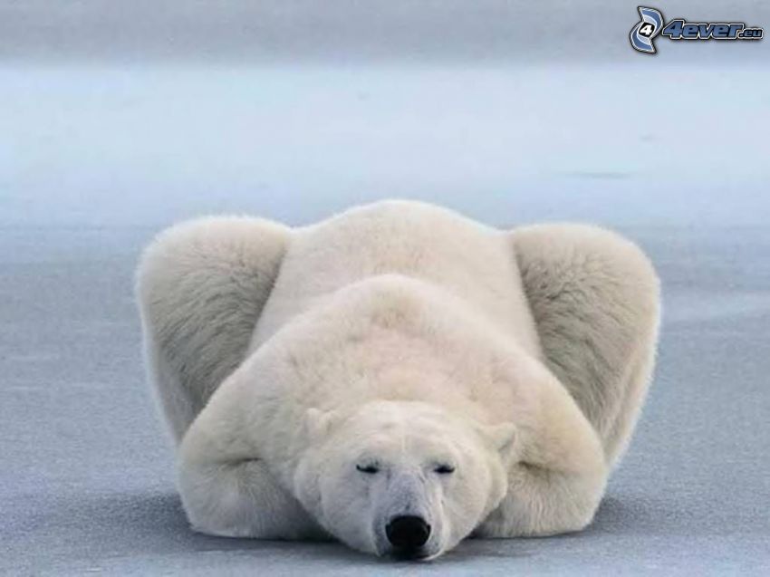 polar bear, sleep