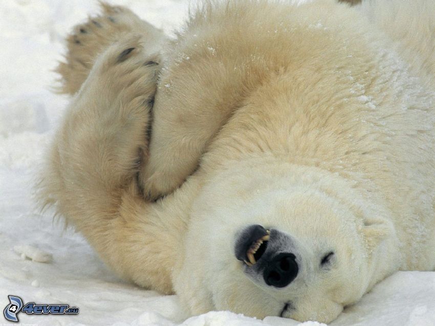 polar bear, snow