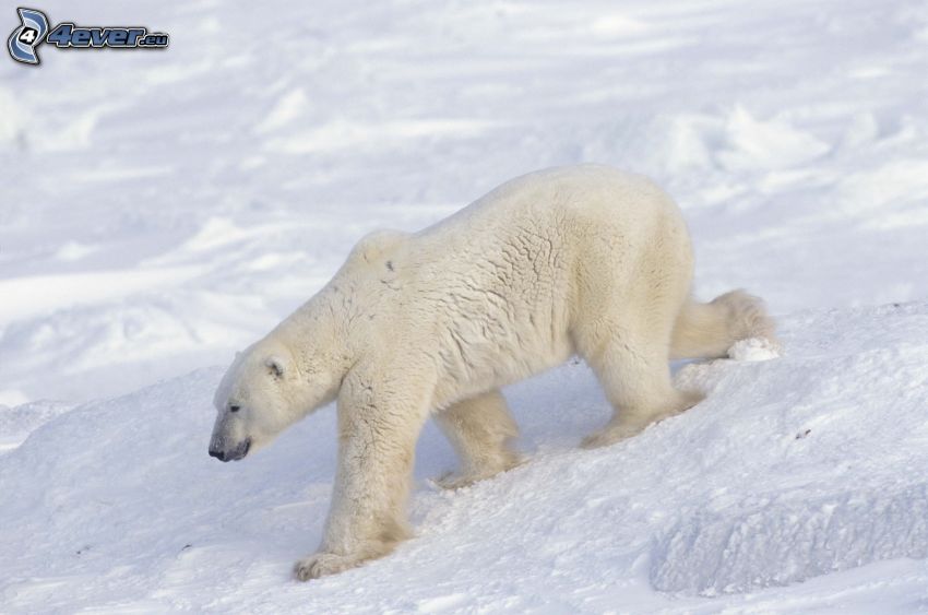 polar bear, snow