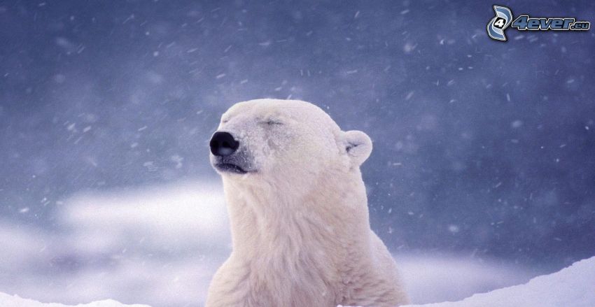 polar bear, snowfall
