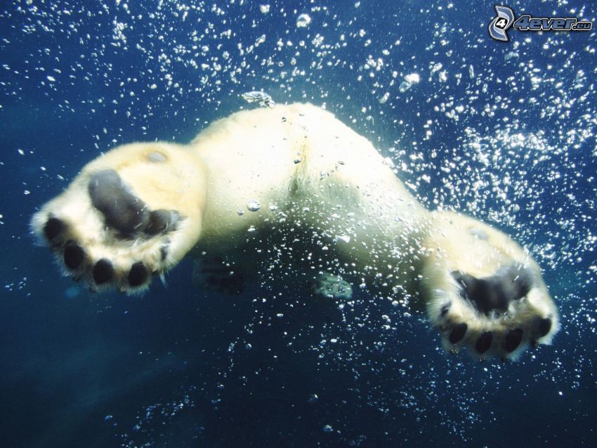 polar bear, water