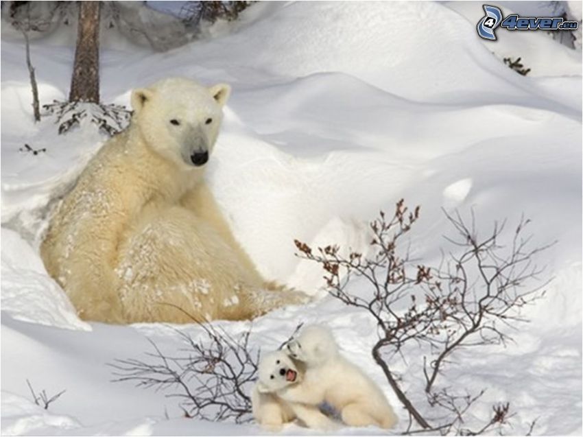 polar bears, cubs