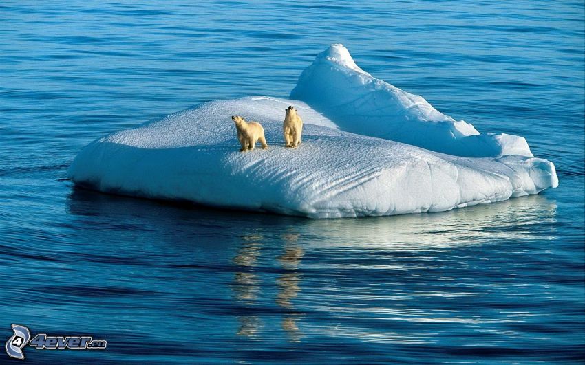 polar bears, glacier