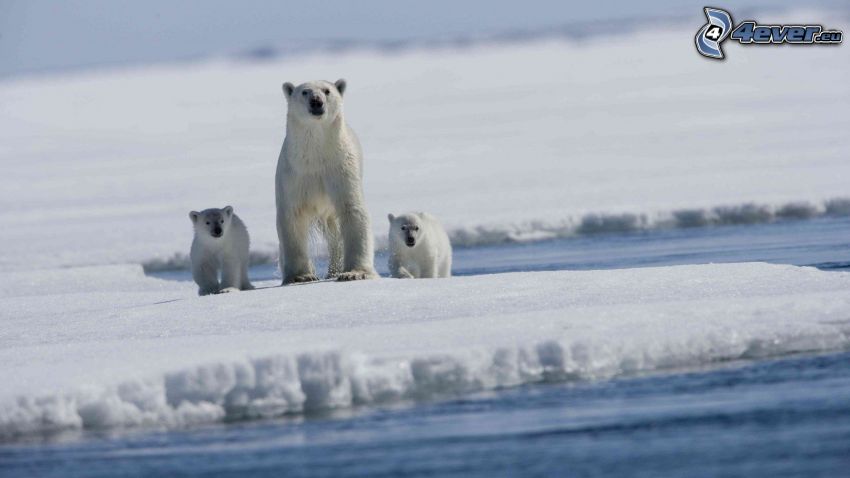 polar bears, ice floe