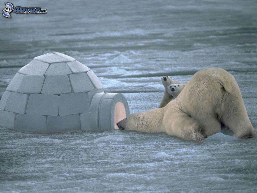 polar bears, igloo