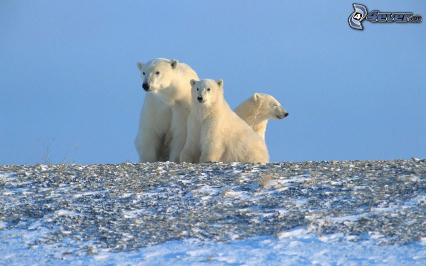 polar bears, sky