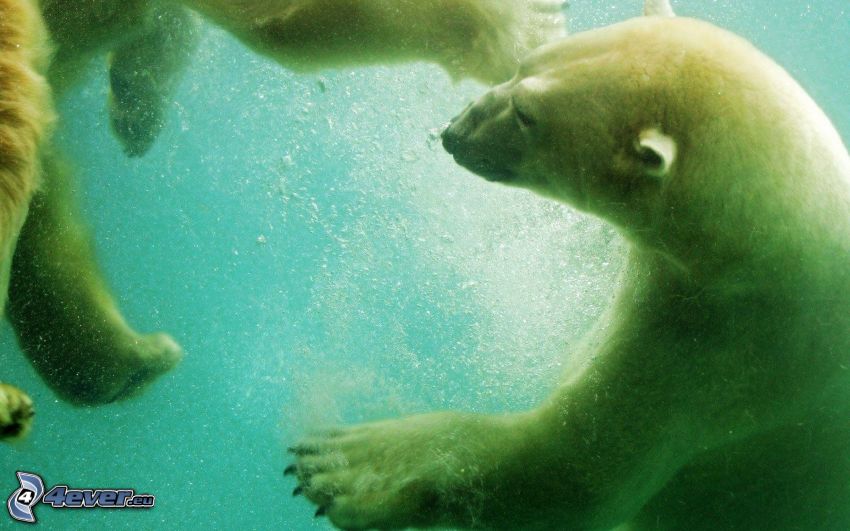 polar bears, water