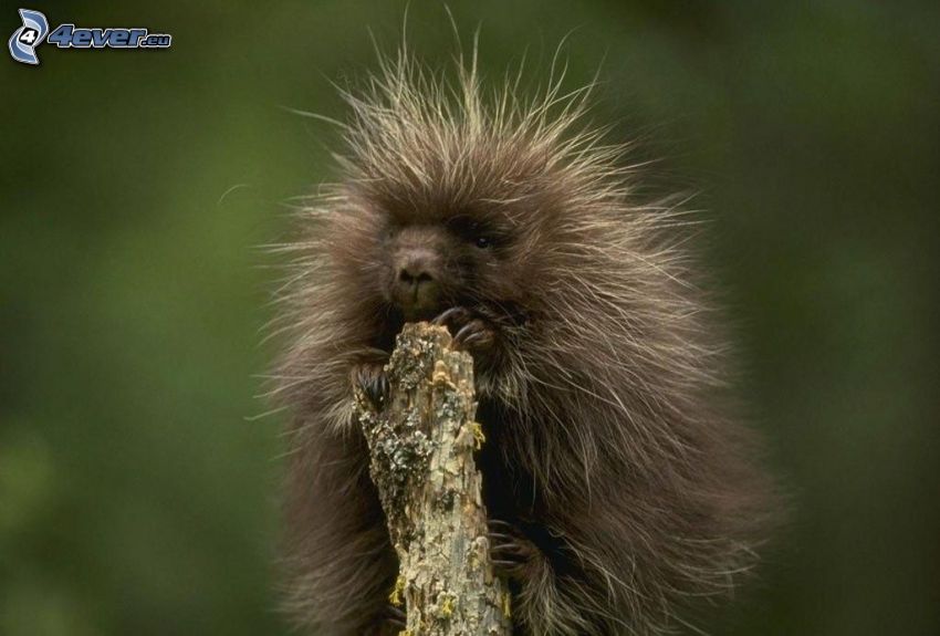 porcupine, cub, sticks
