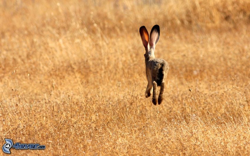 rabbit, field, dry grass
