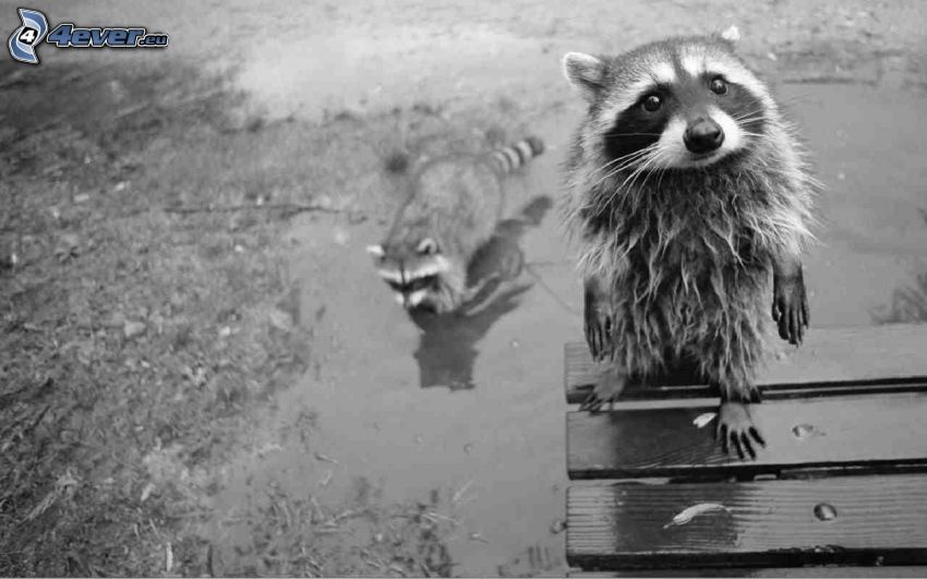 raccoon, black and white