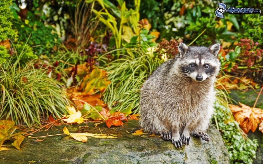 raccoon, colorful leaves, grass
