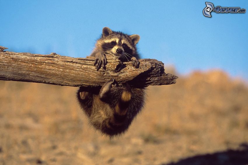 raccoon, cub, wood