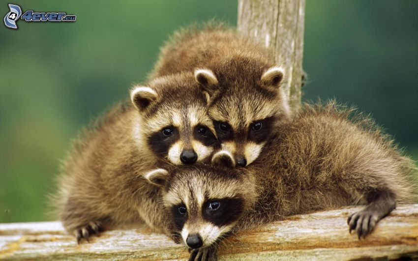 raccoon, cubs
