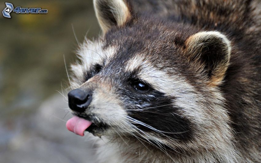 raccoon, put out the tongue