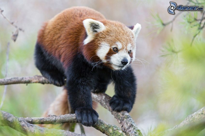 red panda, branch