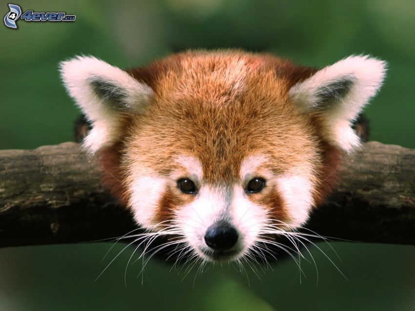 red panda, head