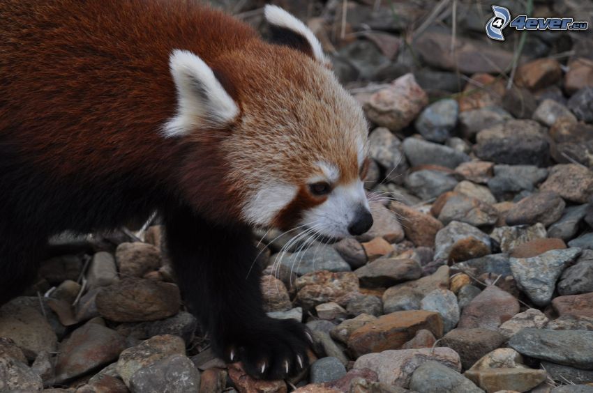 red panda, rocks