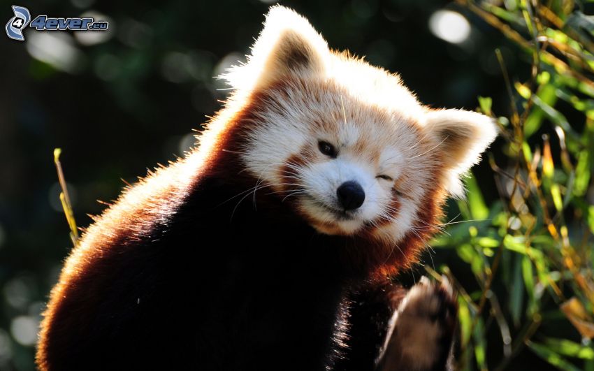 red panda, wink