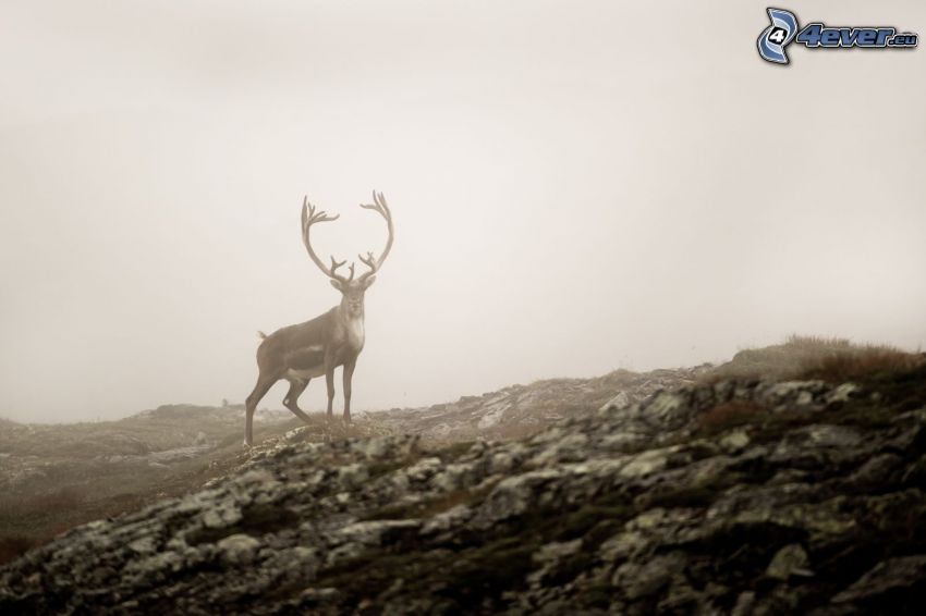 reindeer, fog