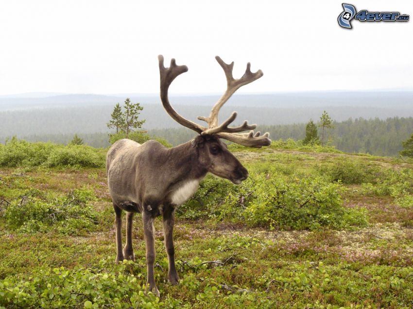 reindeer, forest