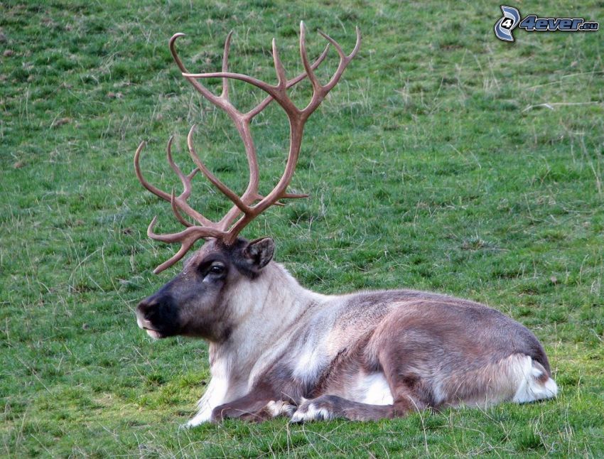 reindeer, grass