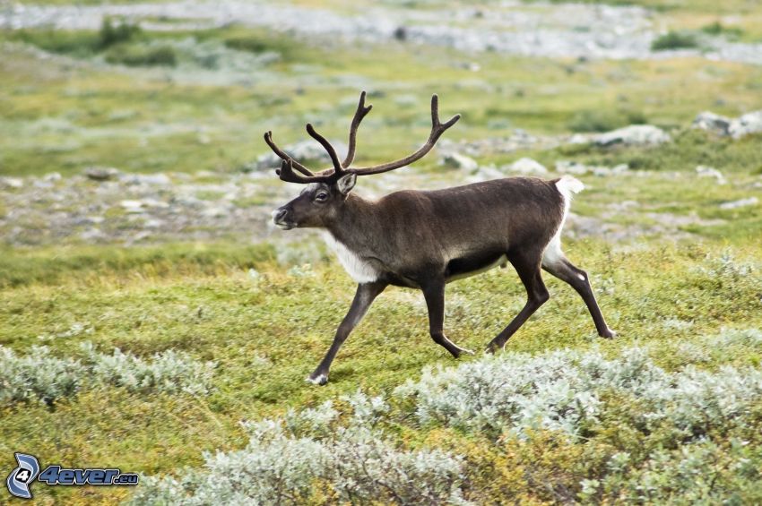 reindeer, meadow
