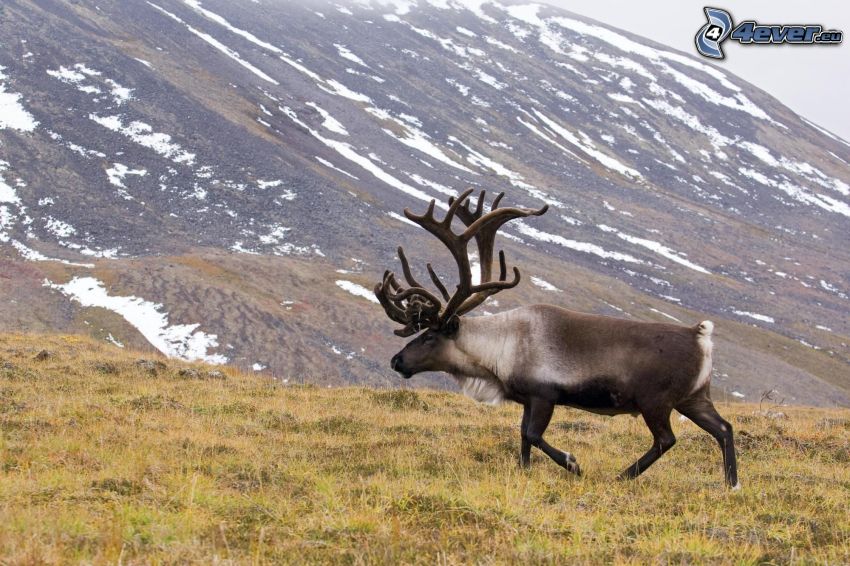 reindeer, mountains, snow