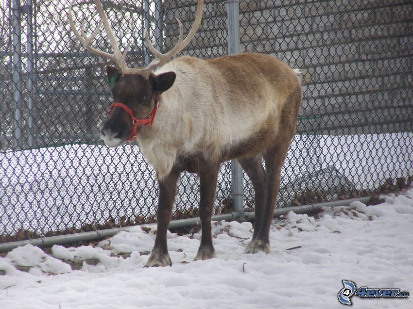 reindeer, snow