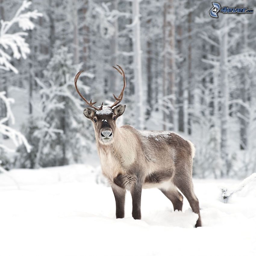 reindeer, snowy landscape