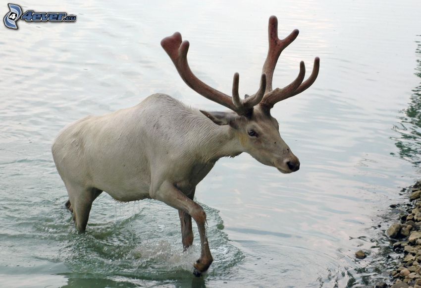 reindeer, water