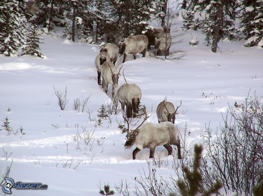 reindeers, snow