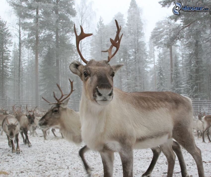 reindeers, snow