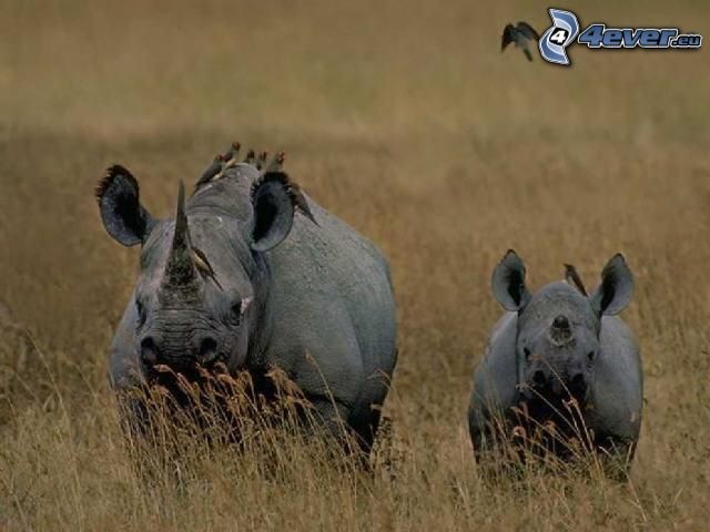 rhino, meadow