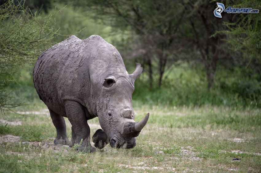 rhino, nature