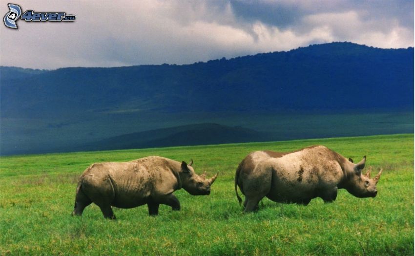 rhinoceros, mountain, meadow